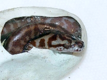 IJCP Hatchling