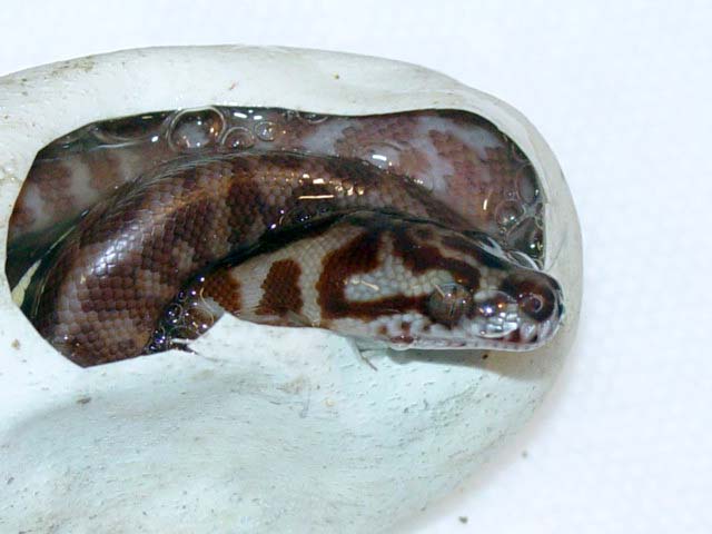 IJCP Hatchling