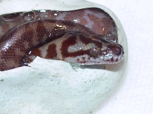 Irian Jaya Hatchling #2