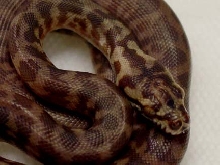 Hatchling IJCP