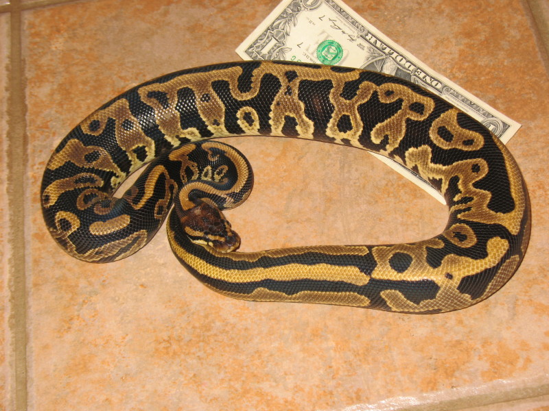 Leopard one