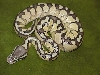 Pastel Lesser, just hatched