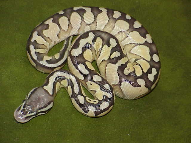 Pastel Lesser, just hatched