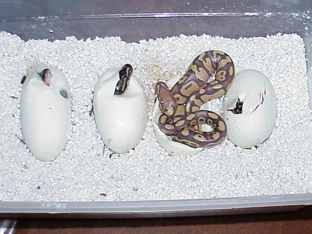 Caramel albino