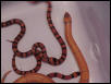Double het for snow hondurans