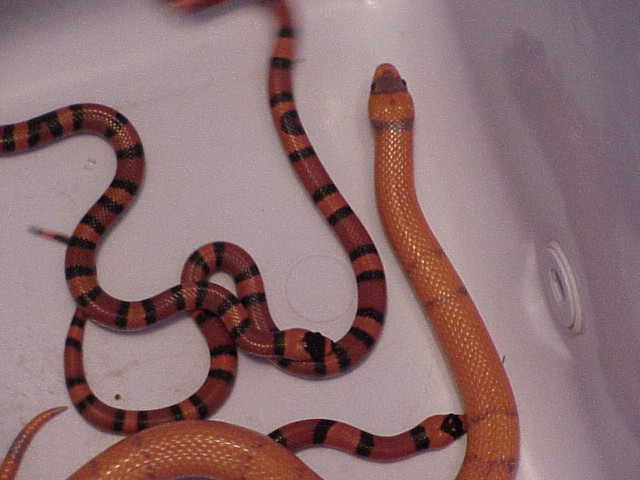 Double het for snow hondurans