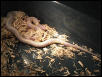 Albino Cal King