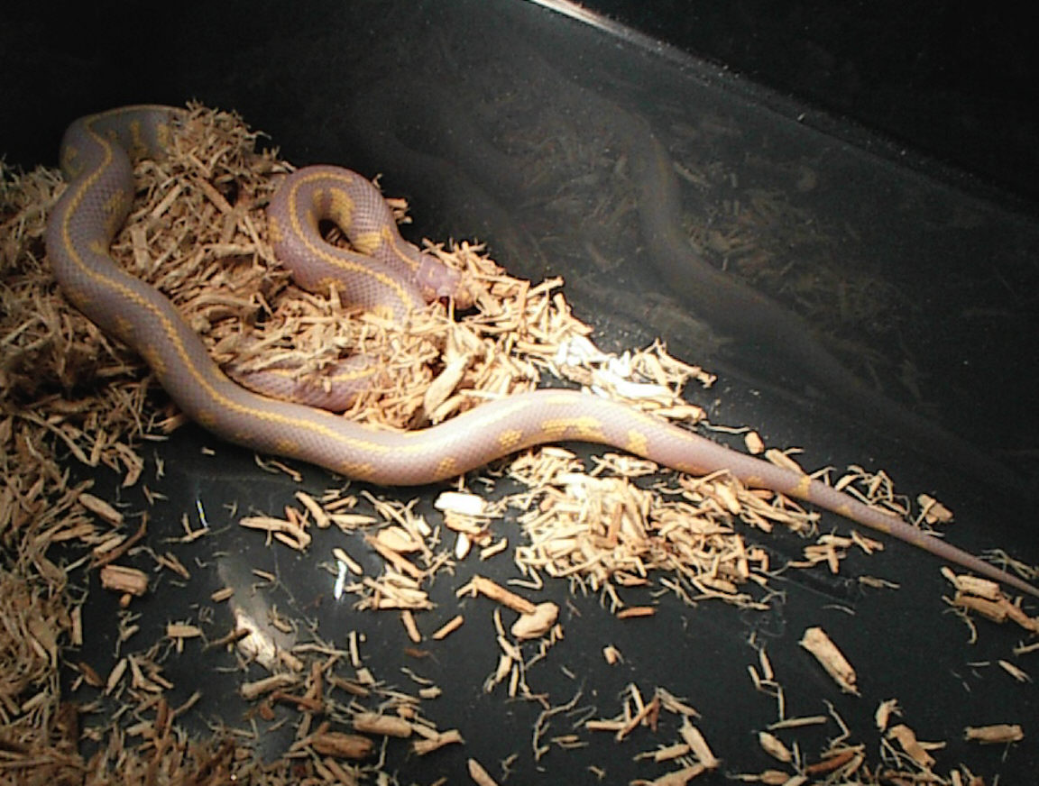 Albino Cal King
