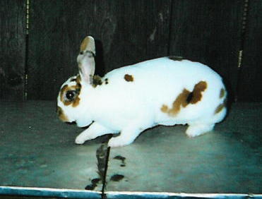 Trixie