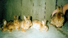 Lots o' buns