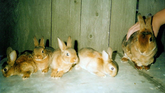 Lots o' buns