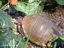 Unable to ID from a list of Missouri turtles.