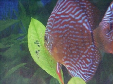 Discus and eggs