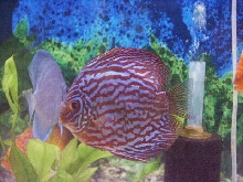 Red Turquoise