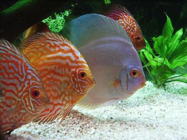 Discus show tank
