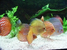 Discus