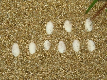 Green Basilisk Eggs