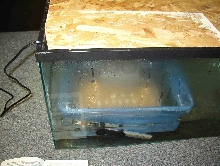 Cheap Incubator that works great.