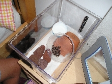 Tia's Habitat