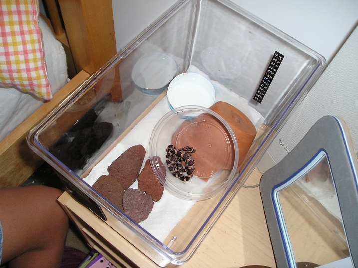 Tia's Habitat