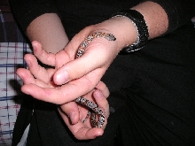kingsnake1