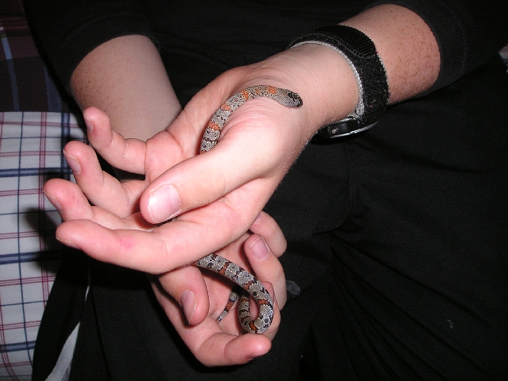 kingsnake1