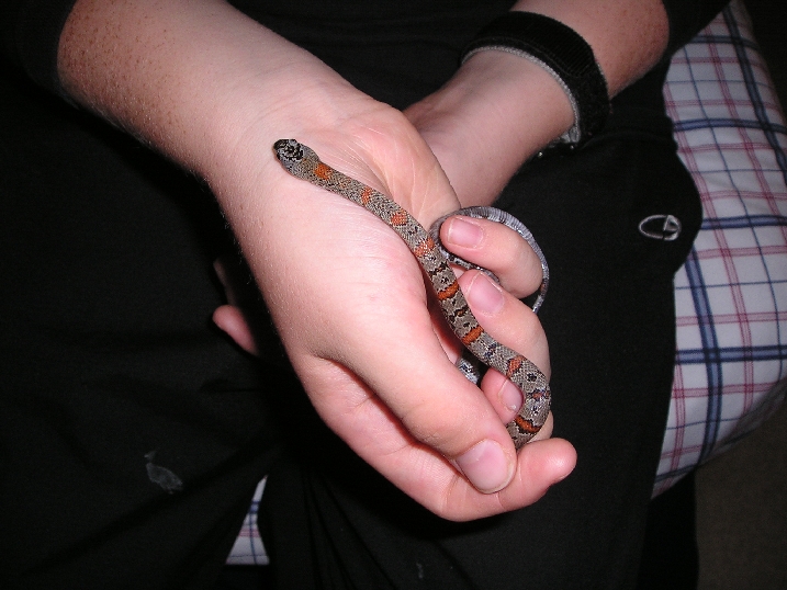 kingsnake3