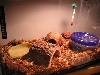 new Tweek habitat