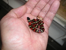 milk snake in hand