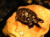 Speckle (DBT) basking