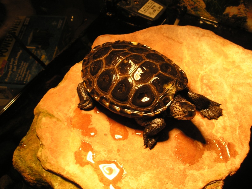 Speckle (DBT) basking