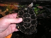 Speckle (DBT) held