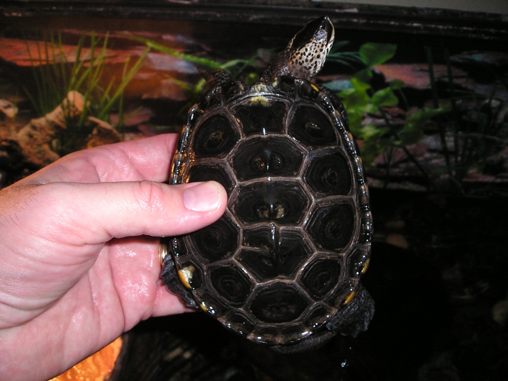 Speckle (DBT) held