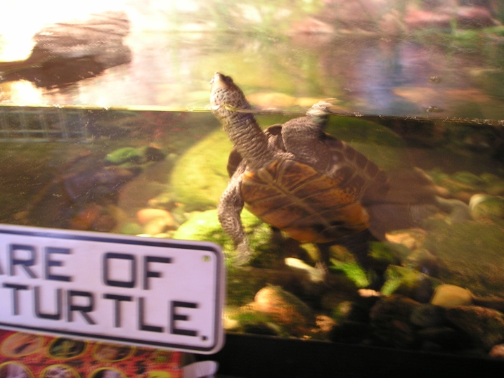Speckle (DBT) swim2
