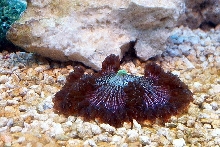 Flower ANenome