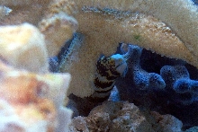 Snowflake eel in hiding