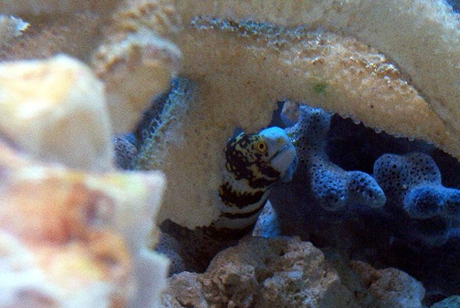 Snowflake eel in hiding