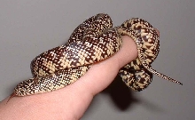 Brooks Kingsnake