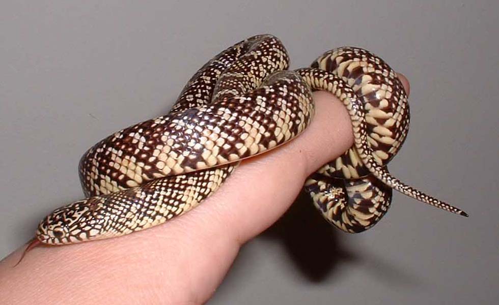 Brooks Kingsnake