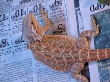 Beautiful Beardie