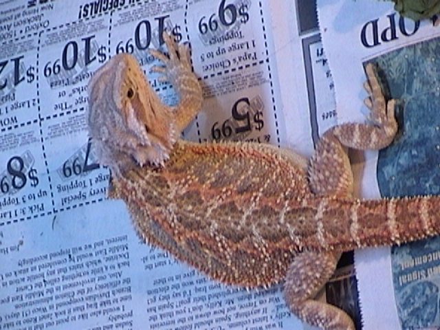 Beautiful Beardie