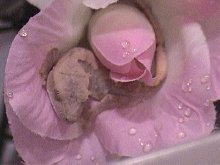 Baby Crested Gecko