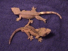 Crested Gecko Adult Breeder Pair