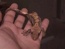 A better shot of the Male Crested