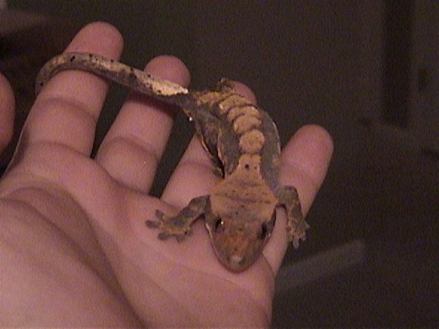 A better shot of the Male Crested