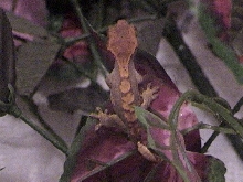 AWESOME crested
