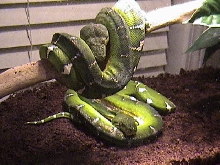 ETB Pair
