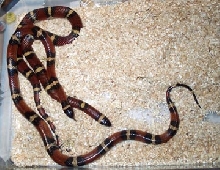Fantastic Adult Breeder Annulata