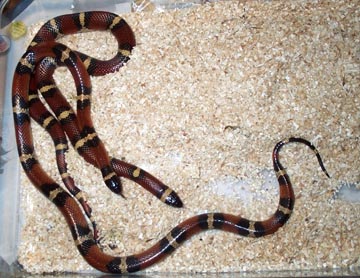 Fantastic Adult Breeder Annulata