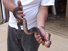 Savu Python Breeder